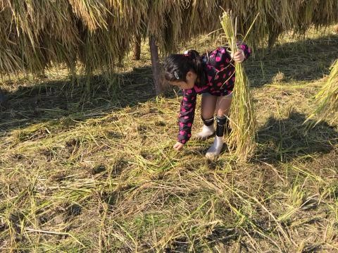 刈り終わった後に地面に落ちている稲を拾い集めている女の子の写真