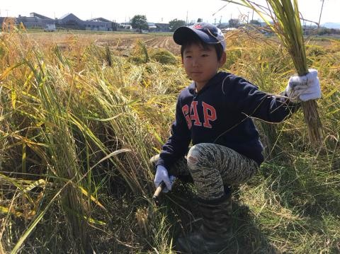 綺麗に刈り取れた稲を片手に掲げている帽子をかぶった男の子