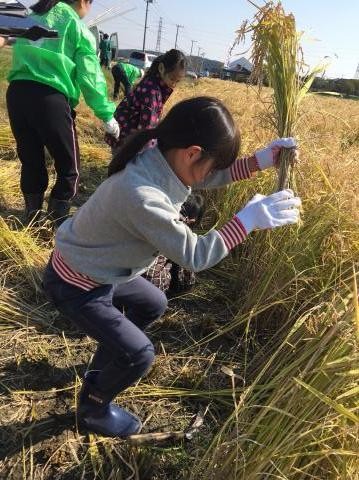 刈り取った稲を持ち上げているグレーのパーカーを着た女の子