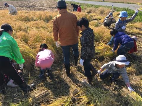 子供たちが集まって稲刈りをしている様子